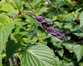 Close-up of purple leaf on plant