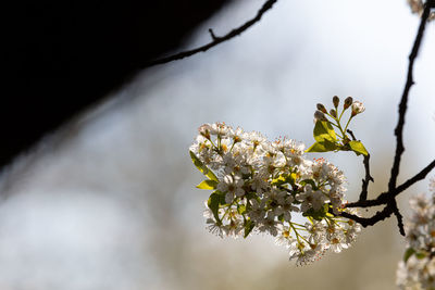 Close-up of cherry blossoms in spring