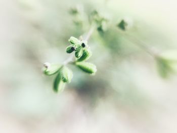 Close-up of plant