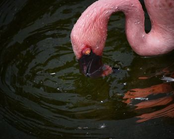 Close-up of swan swimming in lake
