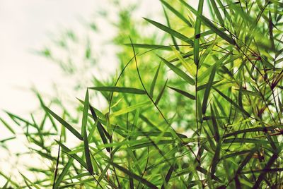 Close-up of grass