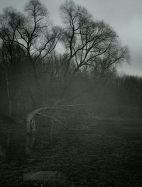 Bare trees on landscape