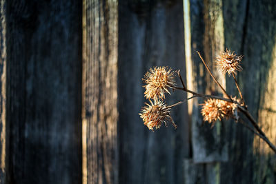 The sun lights the dead melancholy thistle flowers by an old barn house at the rural finland.