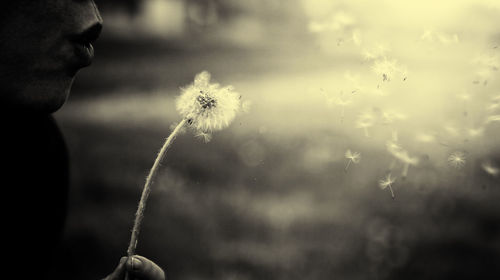 Close-up of dandelion flowers against blurred background