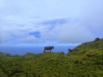 Horse grazing in a field