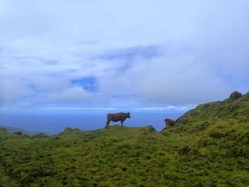 Cow grazing in a field