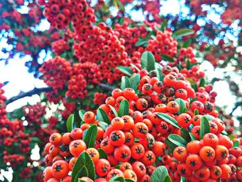 Low angle view of berries on tree against sky
