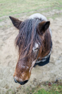 Close-up of a horse