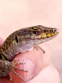 Close-up of hand holding lizard