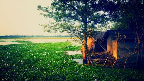 Tree on field against sky