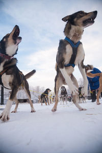 Alaskan husky sled dogs waiting for a sled pulling. dog sport in winter. 