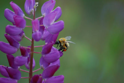 Close-up of bee on purple flower