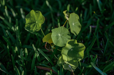 High angle view of plant growing on field