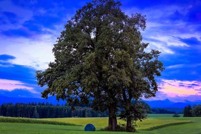 Tree on field against sky