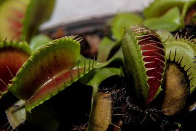 Venus flytrap close up plant eat insect