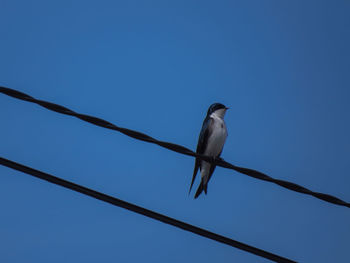 Low angle view of bird perching against clear blue sky