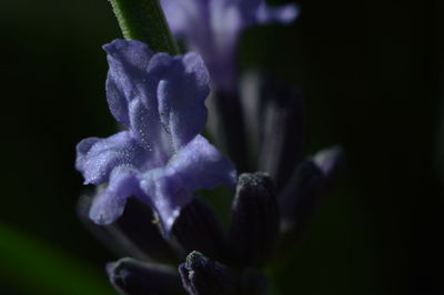 Close-up of purple flower against black background