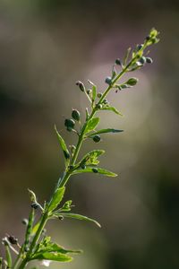 Close-up of plant leaves