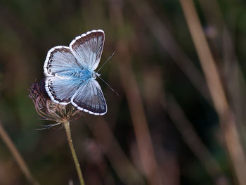 Close-up of butterfly pollinating flower