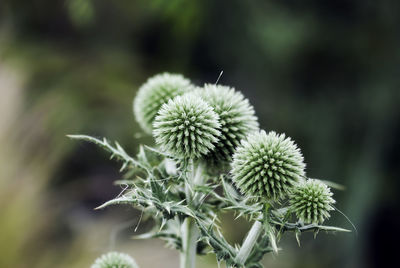 Close-up of white dandelion plant