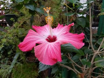 Close-up of pink hibiscus blooming outdoors