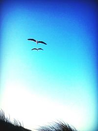 Low angle view of kite flying against blue sky