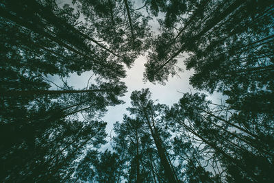 Directly below shot of trees in forest