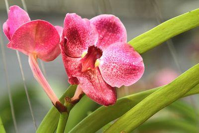 Close-up of pink flowering plant