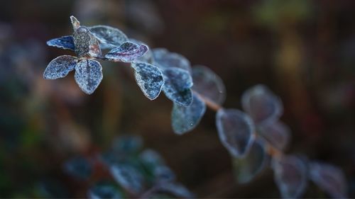 Close-up of water drops on leaves during winter