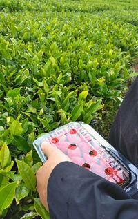 Low section of person by plants on field