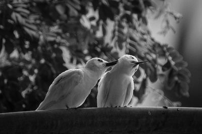 Low angle view of birds perching on tree