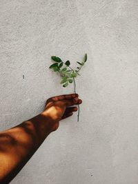 Cropped hand holding plant against wall