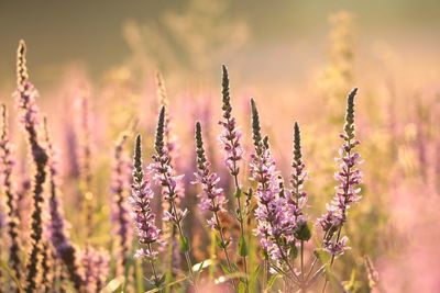 Close-up of pink flowering plants on field