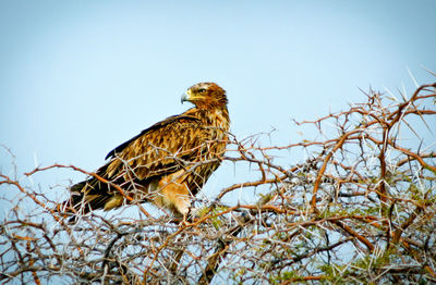 Low angle view of eagle perching on branch against sky