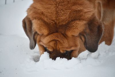 Close-up of horse in snow