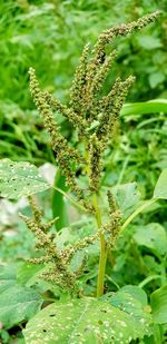 Close-up of insect on plant