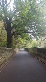 Road amidst trees