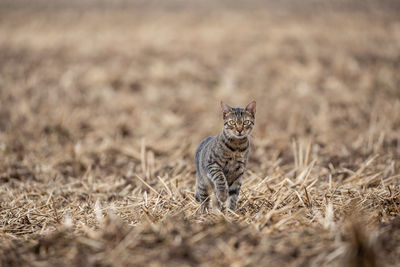 Rural scene with a free roaming tabby cat on en empty agricultural field in autumn