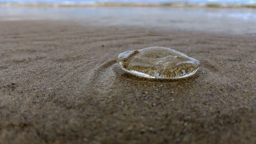 Beached jellyfish on the shore