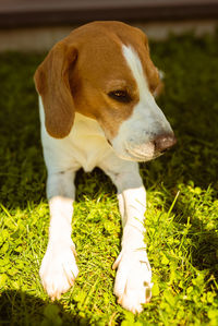 Beagle dog lying down in shade on grass hiding from summer sun . summer background.