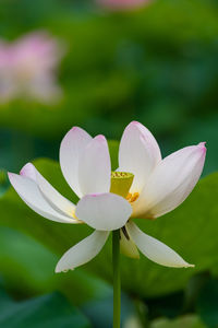 A white lotus flower