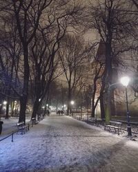 Bare trees in winter at night