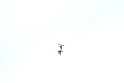 Low angle view of airplane flying in sky