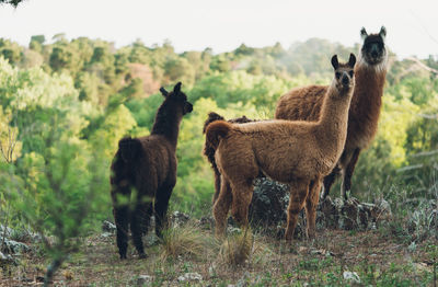 Llama standing on a forest