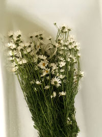 Close-up of flowering plant against wall