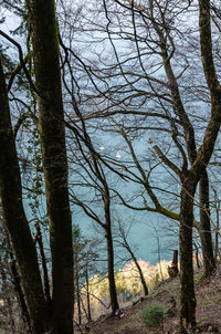 Bare trees in forest