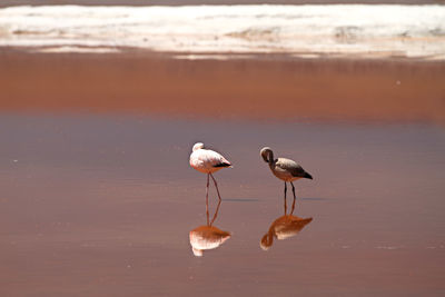 Birds in lake