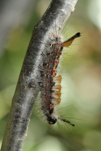 Close-up of insect on tree branch