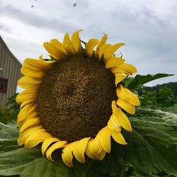 Close-up of sunflower blooming against sky