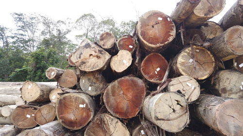 Stack of logs in forest